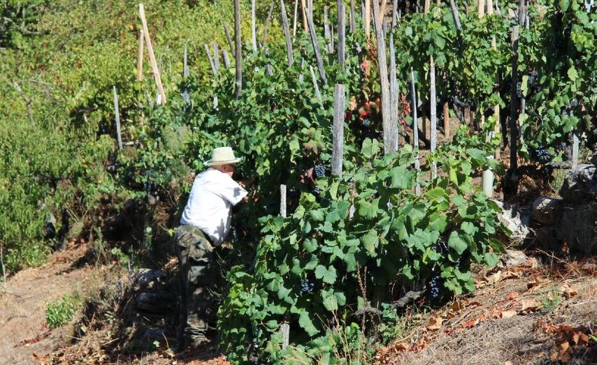 En plena vendimia // J. Carrera