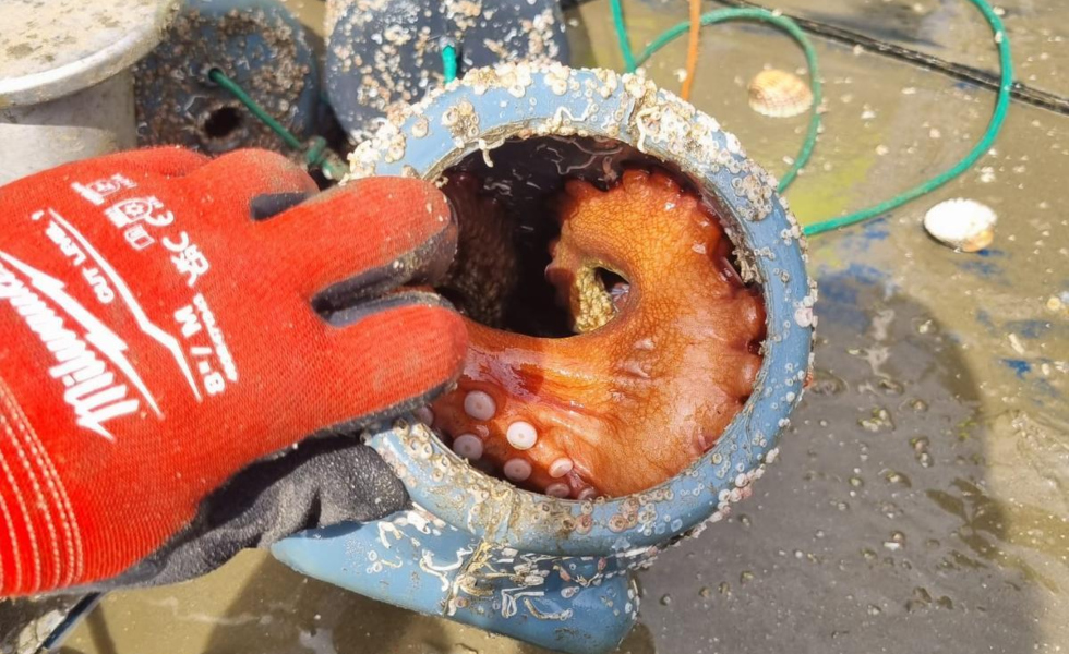 Incautados más de 2.250 cacharros de pulpo en una sola operación en A Guarda