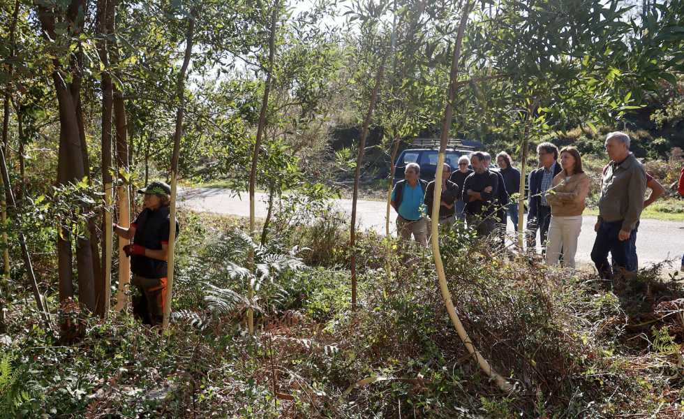 Eliminación masiva de acacia negra en el Monte Aloia