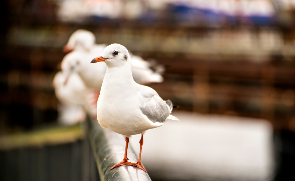 Detectan un nuevo foco de gripe aviar en una gaviota de Cangas
