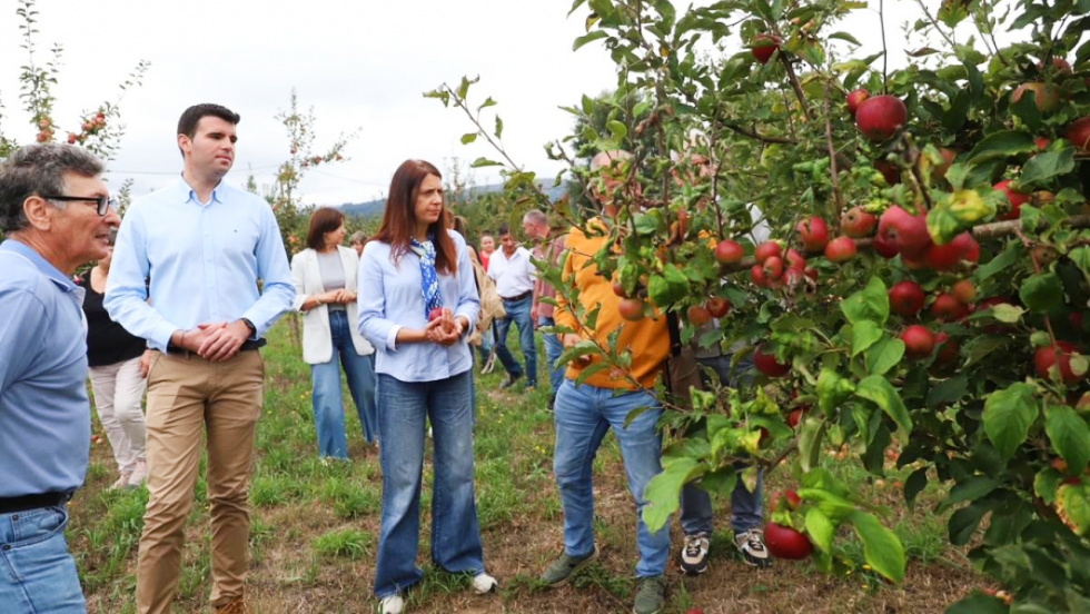 Galicia adelanta la campaña de la manzana para sidra y consolida su liderazgo