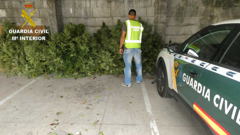 La Guardia Civil investiga una plantación de marihuana en Mondariz