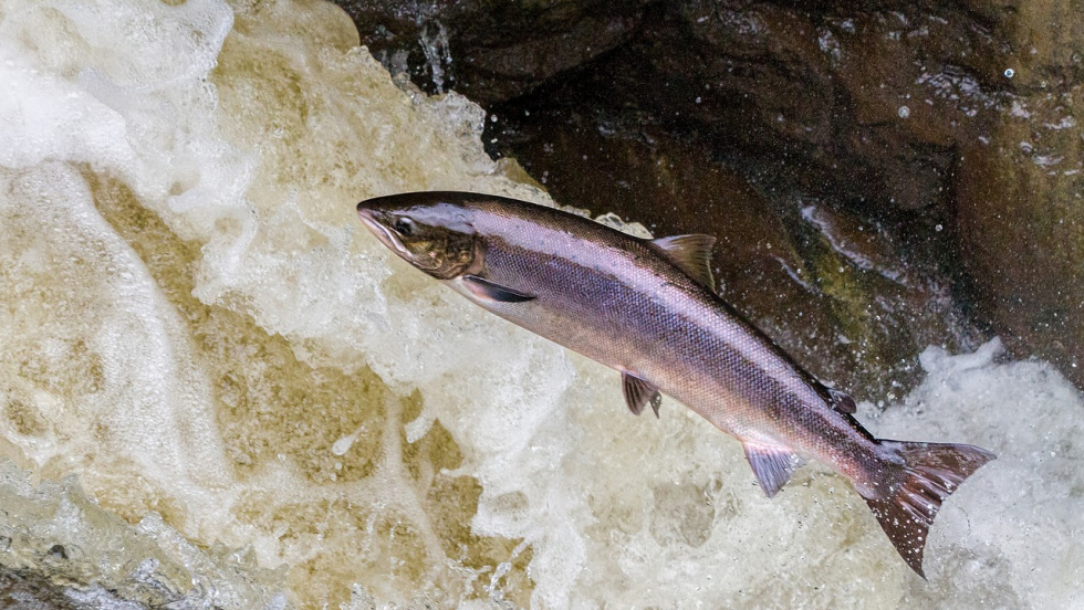 Las ecologistas urgen a proteger el salmón atlántico