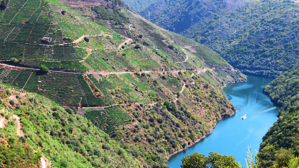 El primer plan de ordenación forestal de Galicia se iniciará en la Ribeira Sacra