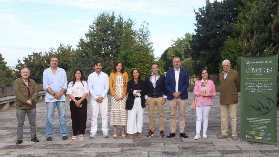 Once variedades de olivo autóctono gallego salen del laboratorio