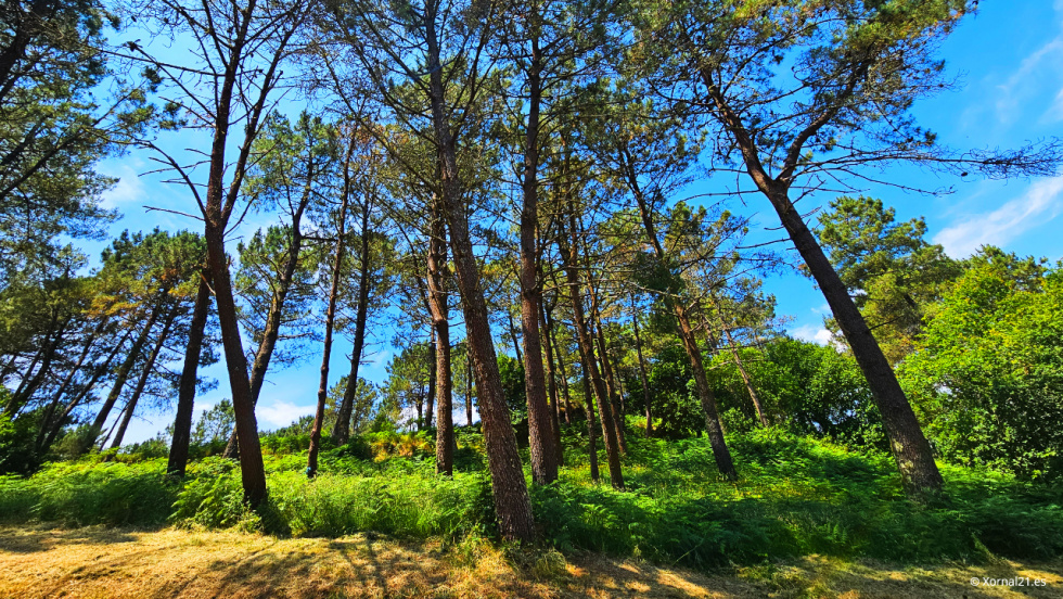 Afectados por comunidades de montes denuncian acoso a propietarios en Pontellas