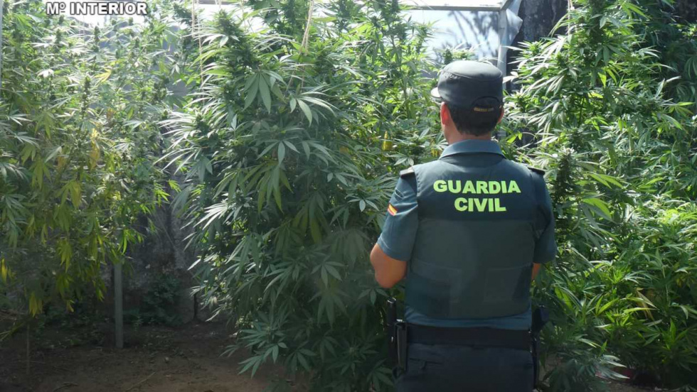 Cuatro investigados en O Condado por casi 40 plantas de marihuana