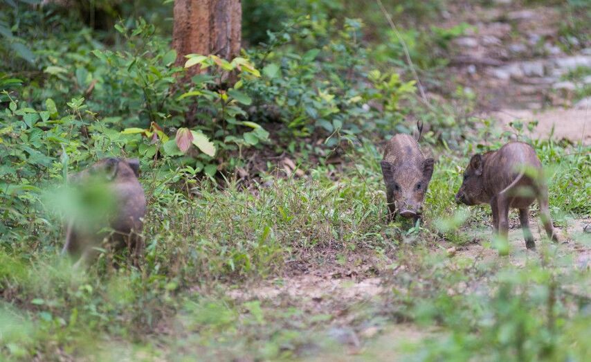 Los siniestros con animales son cada vez m&aacute;s graves y complejos