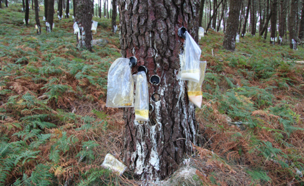 Técnica de extracción de resina en Mougás (Pontevedra) / IMAXE Jesús Carrera