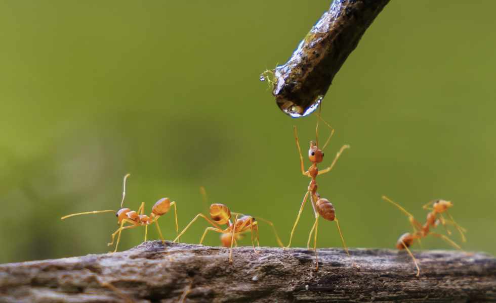 Estes insectos poden levantar ata tres veces o seu peso. /Image licensed by &copy; Ingram Image