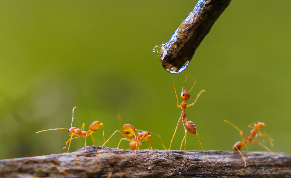 Estes insectos poden levantar ata tres veces o seu peso / Image licensed by © Ingram Image