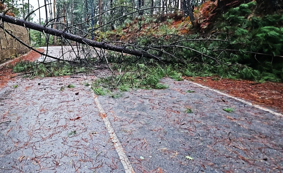 Los fuertes vientos y las intensas lluvias han causado la caída de árboles, ramas y objetos / Imagen GES Mos