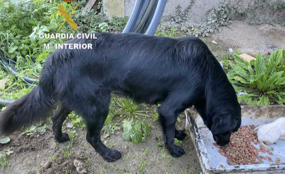 Hallan 15 cachorros abandonados en un río de Gondomar