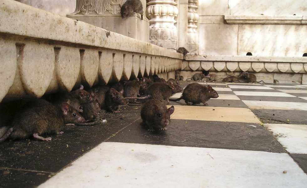 Las ratas ganan la batalla en las ciudades españolas