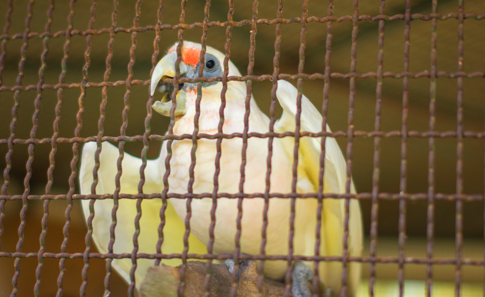 Los animalistas piden equiparar el maltrato animal a los delitos contra las personas