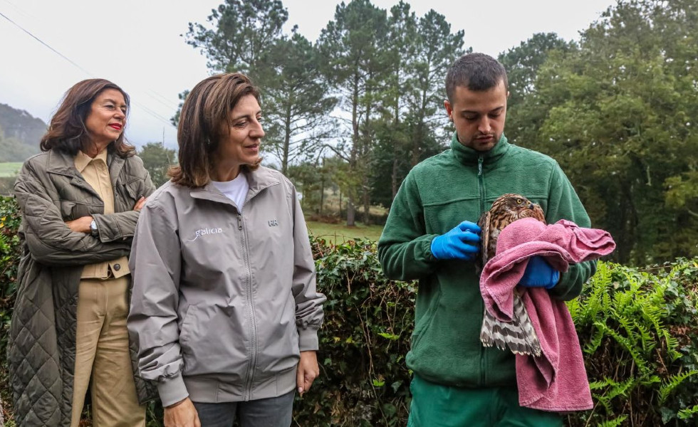 Los centros de recuperación de fauna de Galicia atendieron más de 2.900 aves en 2025