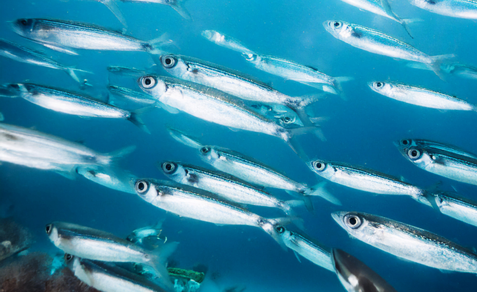 VOX lleva a Bruselas el grito de auxilio de los pescadores gallegos