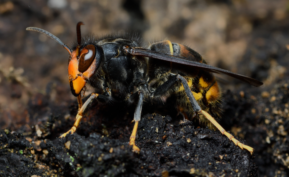 Alerta en Galicia por la avispa asiática tras la muerte de un concejal