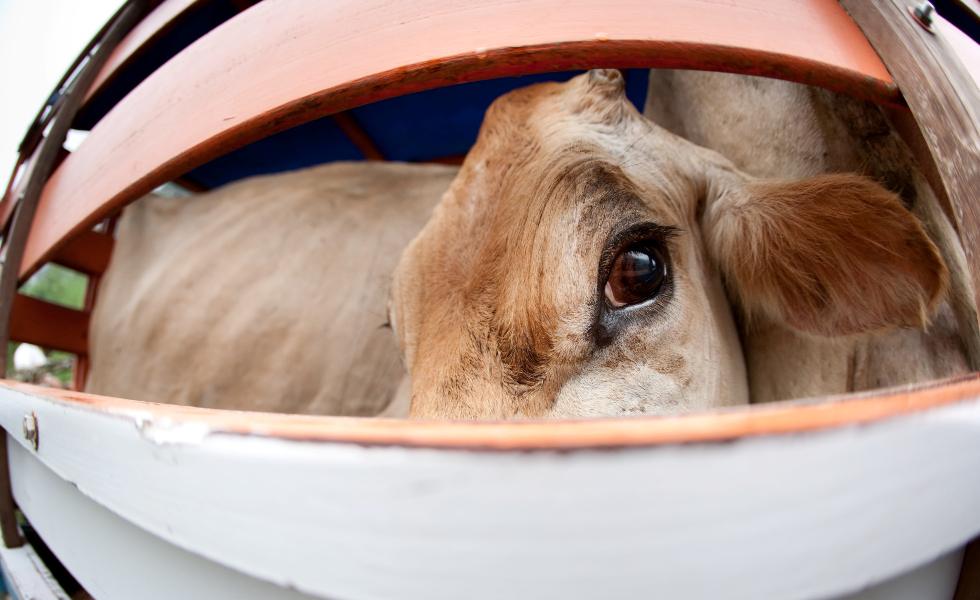 Alerta ganadera: el SLG solicita prohibir la entrada de animales en Galicia.