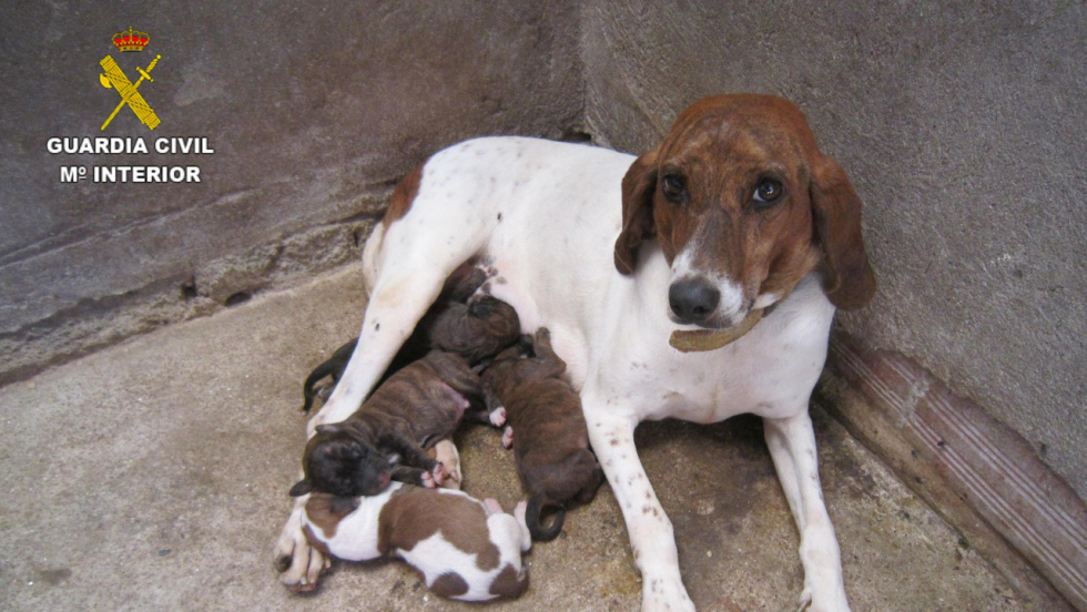 Investigan a un vecino de Xeve por enterrar dos cachorros vivos