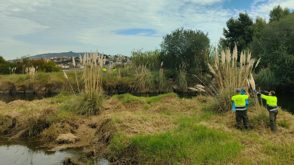 El obradoiro 'Coidando Miñor V' retira plantas invasoras en Baiona