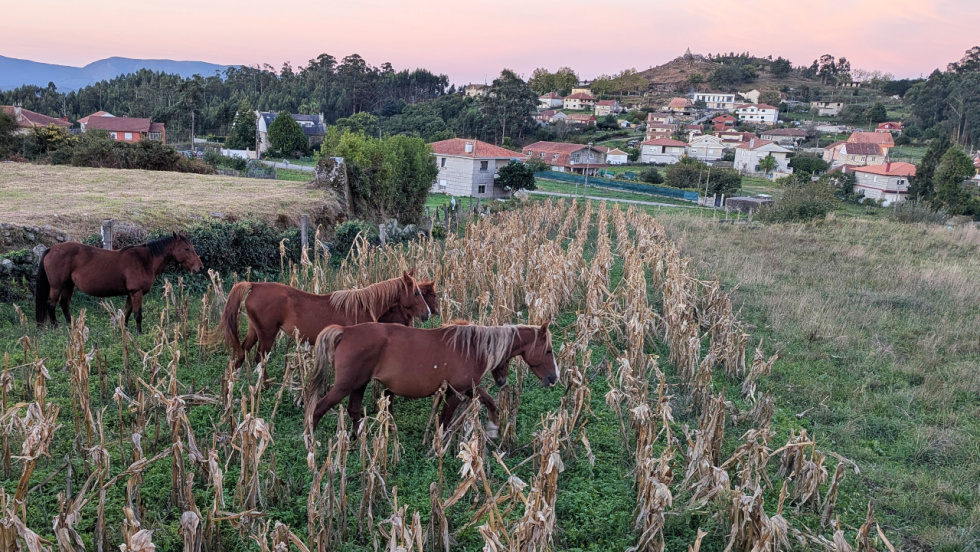 Caballos sueltos en Chandebrito causan destrozos y riesgo en la carretera