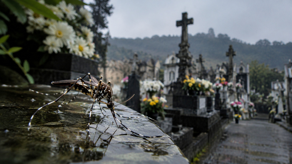 Alerta por mosquito tigre en los cementerios de Pontevedra