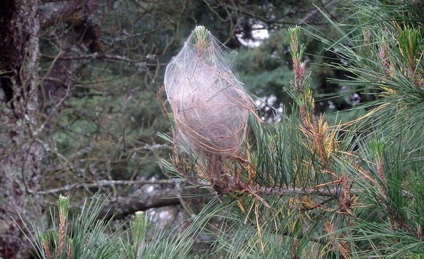 Bolson de procesionaria nestes momentos.
