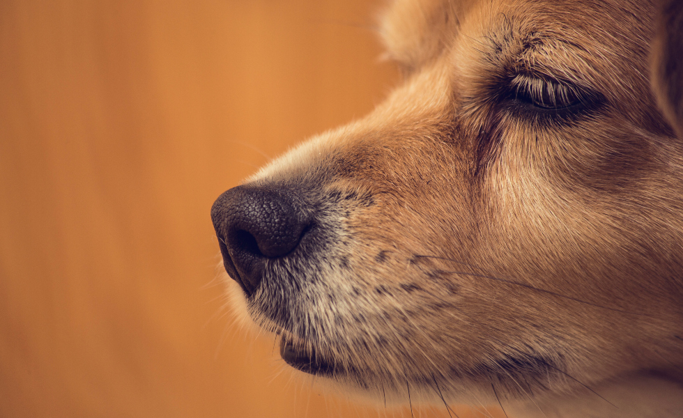 Terapia de cuatro patas: perros y gatos ayudan a pacientes con dolor crónico