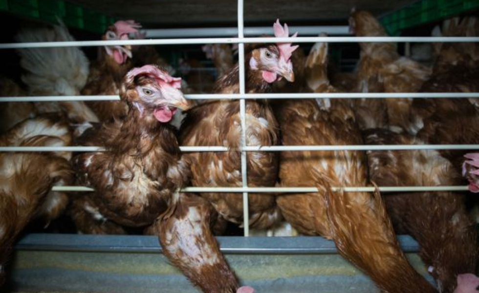 Gallinas confinadas en jaulas en granja en España. Igualdad Animal