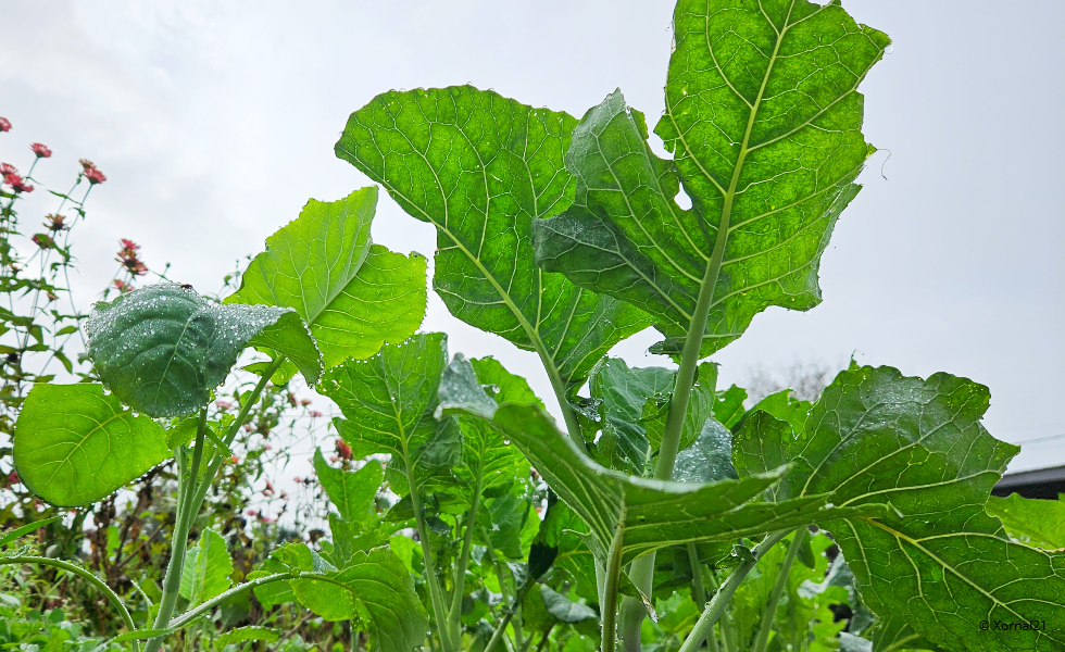 Nace la academia del grelo: la Xunta siembra conocimiento en cuatro municipios