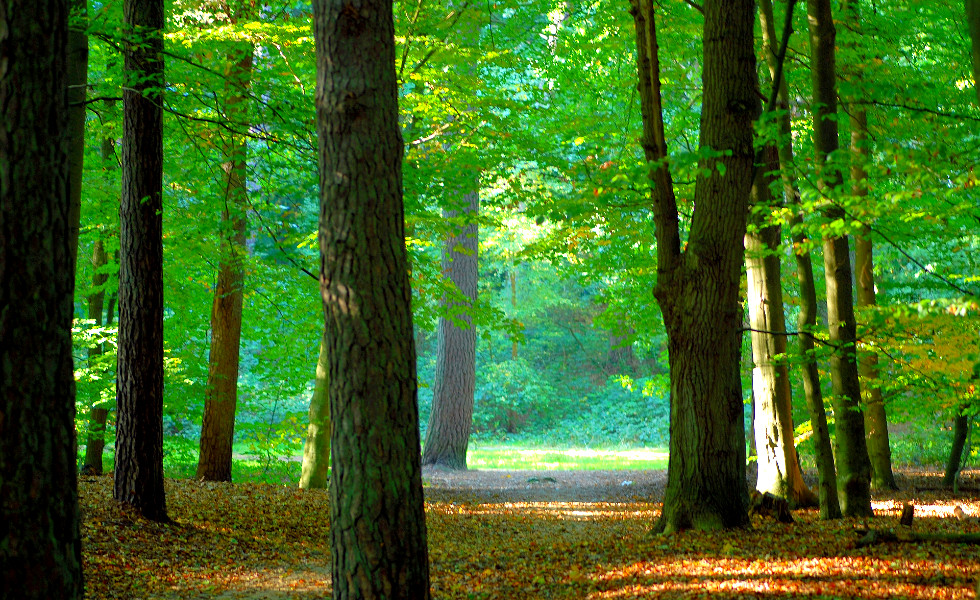 Galicia despliega 3,25 millones en ayudas para proteger biodiversidad y fomentar adopciones de mascotas