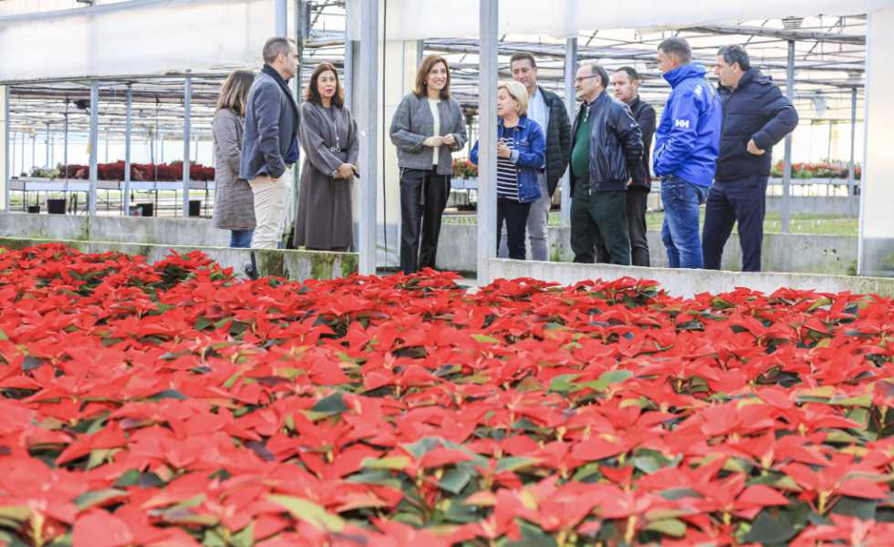 Vázquez impulsa el uso de plantas locales para una Navidad sostenible