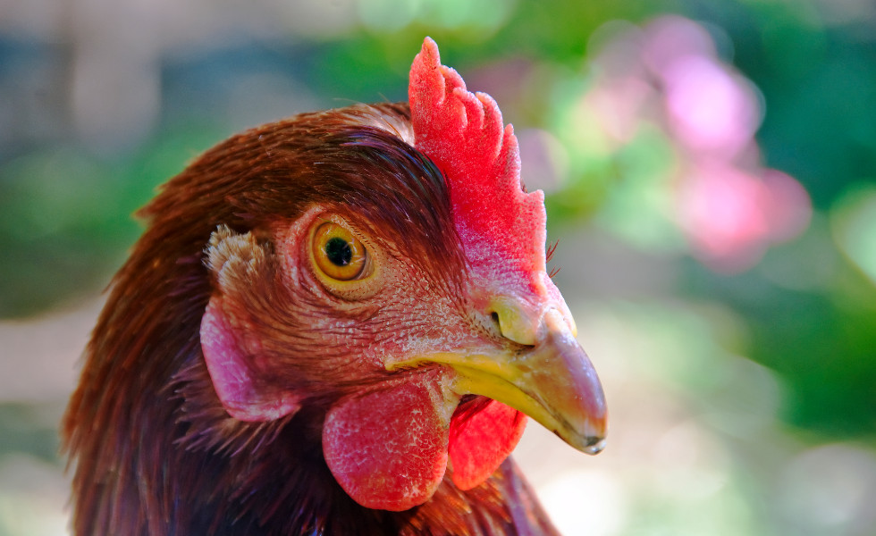 La Diputación destina 80.000 euros a que la juventud gallega 'Viva o Rural' en 2026