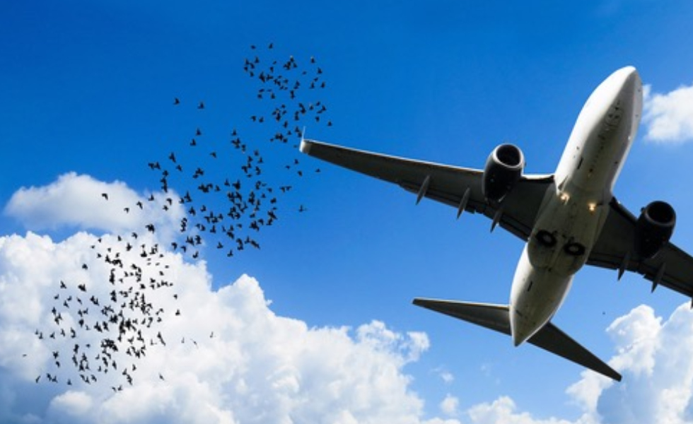 ANECPLA alerta del riesgo creciente de la fauna en aeropuertos para la seguridad aérea