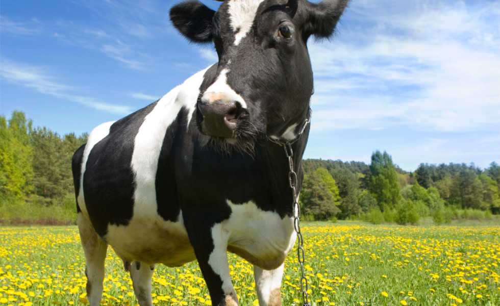 Galicia destina 7,1 millones a blindar la sanidad animal y mantener su estatus libre de enfermedades