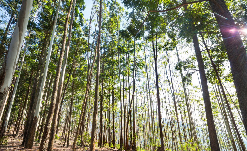 Los ingenieros forestales de APENFOGA alertan sobre las carencias en la ampliación de la moratoria del eucalipto