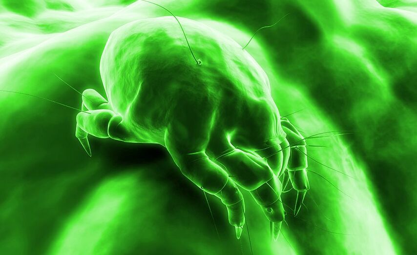 &Aacute;caro Amarelo &ldquo;Macro Lorryia&rdquo;. /Superstok