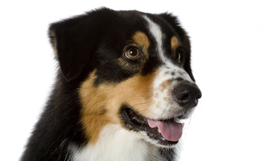 O Diario de Galicia publica hoxe a orde pola que se establecen as bases reguladoras das axudas / Superstock