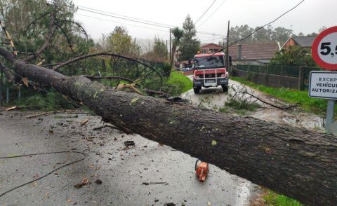 Arbol ca&iacute;do en Alto de Barreiros