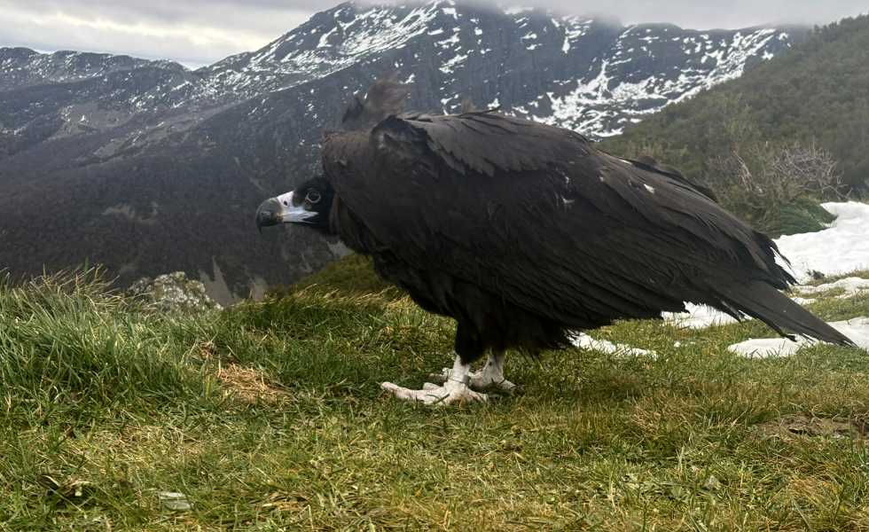 La Xunta libera en los Ancares un buitre negro rescatado en octubre en Lugo