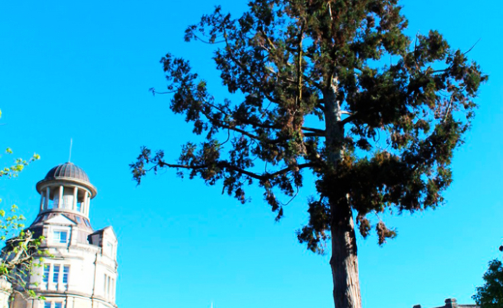 Galicia dedica 90.000 euros a la conservación de sus árboles singulares