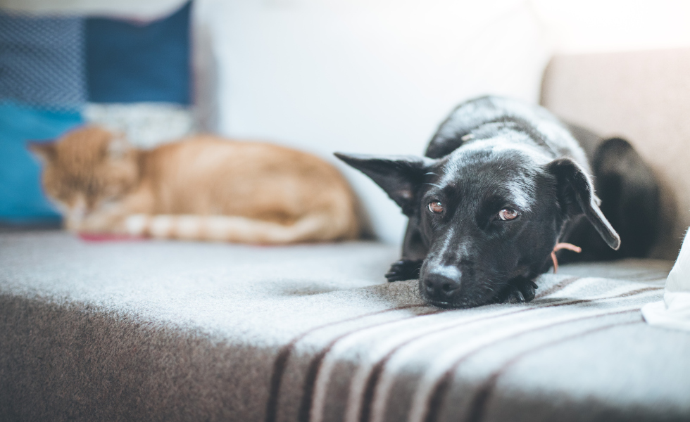 Las mascotas, un apoyo clave contra la soledad y el duelo en Navidad