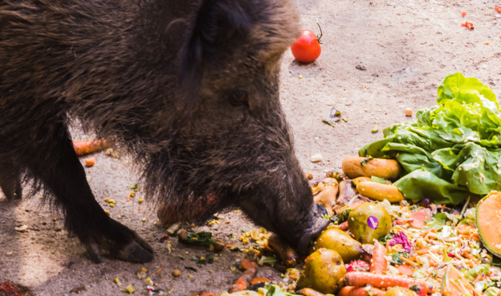 La Xunta destina 1,54 millones a compensar daños de jabalíes y osos en el campo gallego