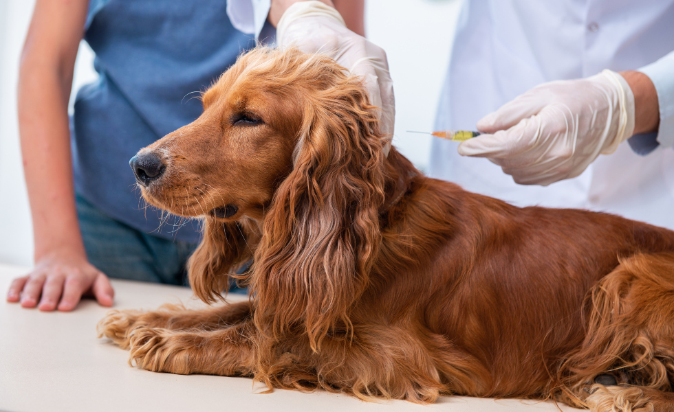 Uno de cada diez veterinarios en España ha tenido pensamientos suicidas en el último año, según un estudio
