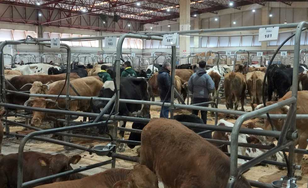 La subasta agropecuaria de Galicia bate su récord de facturación con 59 millones en 2025